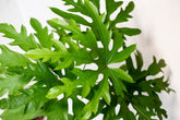 Trevesia sp. Jawa